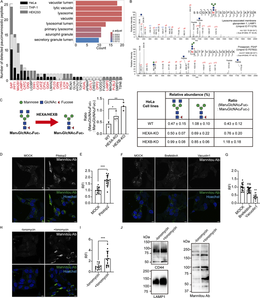 Lysosomal HEX-catalyzed paucimannose is exposed on the cell surface via lysosomal exocytosis. (A) Paucimannosidic proteins identified in HeLa, THP-1, and HEK293 cell lines. Paucimannosidic proteins are plotted on the x-axis, and the detected number of paucimannosidic peptides is plotted on the y-axis. Proteins of known lysosomal origin are indicated in red. Insert: Gene ontology (GO) enrichment analysis (cell component, CC) based on the paucimannosidic proteins detected in HeLa, THP-1, and HEK293 cells. See also Tables S1 and S2 for data. (B) Representative MS2 spectra of paucimannosidic peptides derived from LAMP1 (UniProt ID: P11279) and PSAP (UniProt ID: P07602) in HeLa cells. (C) Quantitative glycomics analysis of the relative abundance and the ratio of the paucimannose precursor Man3GlcNAc4Fuc1 and the paucimannosidic Man3GlcNAc2Fuc1 structure in WT, HEXA-, and HEXB-KO cells. Bar plots: ratio metric assessment of the relative abundance of relevant glycan structures in WT versus KO cells. (n = 3, independently analyzed samples, mean ± SD, unpaired one-tailed t test; *P ≤ 0.05, **P ≤ 0.01). (D) Representative confocal laser scanning microscopy (CLSM) images of WT HeLa cells stained by Mannitou Ab under unpermeabilized conditions with or without pitstop2 treatment. Bar, 10 µm. (E) Quantitative analysis of cell surface paucimannose level with or without pitstop2 treatment using Mannitou Ab. RFI, relative fluorescent intensity. The mean ± SD fluorescent intensity of mock treatment was set to unity (n = 15 images; N = 3 biological replicates; unpaired two-tailed t test; ***P ≤ 0.001). See also Fig. S1 A. (F) Representative CLSM images of WT HeLa cells stained by Mannitou Ab under unpermeabilized conditions with or without brefeldin A or vacuolin-1 treatment. Bar, 10 µm. (G) Quantitative analysis of cell surface paucimannose level with or without brefeldin A or vacuolin-1 treatment. The mean ± SD fluorescent intensity of mock treatment was set to unity (n = 15 images; N = 3 biological replicates; One-way ANOVA with Dunnett correction; ns, P > 0.05; **P ≤ 0.01). (H) Representative CLSM images of WT HeLa cells stained by Mannitou Ab under unpermeabilized conditions with or without ionomycin treatment. Bar, 10 µm. (I) Quantitative analysis of cell surface paucimannose level with or without ionomycin treatment. The mean ± SD fluorescent intensity of ionomycin treatment was set to unity (n = 15 images; N = 3 biological replicates; unpaired two-tailed t test; ***P ≤ 0.001). (J) Immunoblotting of biotinylated plasma membrane proteins. Cells were incubated in Hanks’ balanced salt solution (HBSS) containing Mg2+ and Ca2+ with or without ionomycin for 5 min at 37°C before biotinylation. After the isolation of biotinylated cell surface proteins by NeutrAvidin beads, CD44, LAMP1, and paucimannosidic proteins were detected by antibodies. Source data are available for this figure: SourceData F1.