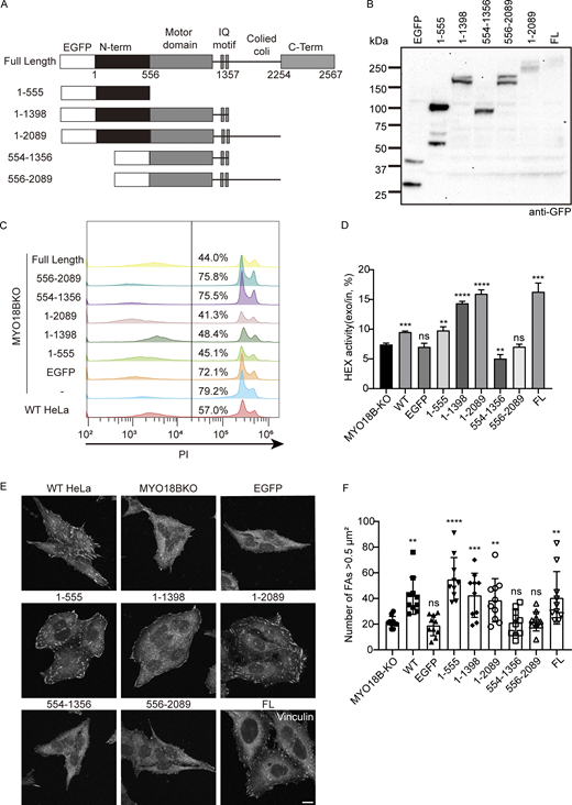 The N-terminal extension of MYO18B is critical for its role in lysosomal exocytosis. (A) Schematic representation of different MYO18B truncated constructs. (B) Western blot of all MYO18B truncates. (C) Representative plasma membrane repairing assay results of WT, MYO18B-KO, and MYO18B-KO cells stably transfected with different MYO18B truncates. (D) HEX secretion of WT, MYO18B-KO, and MYO18B-KO cells stably transfected with different MYO18B truncates. Data are the mean ± SD from three independent experiments (One-way ANOVA with Dunnett correction; **P ≤ 0.01; ***P ≤ 0.001; ****P ≤ 0.0001; ns, P ≥ 0.05). See also Fig. S2 D. (E) Representative CLSM images of WT, MYO18B-KO, and MYO18B-KO cells stably transfected with different MYO18B truncates stained with vinculin. Bar, 10 µm. See also Fig. S2 E. (F) Quantitative results of number of FAs > 0.5 µm2 (mean ± SD; n = 10 images; N = 2 biological replicates; One-way ANOVA with Dunnett correction; **P ≤ 0.01; ***P ≤ 0.001; ****P ≤ 0.0001; ns, P ≥ 0.05). Source data are available for this figure: SourceData F5.