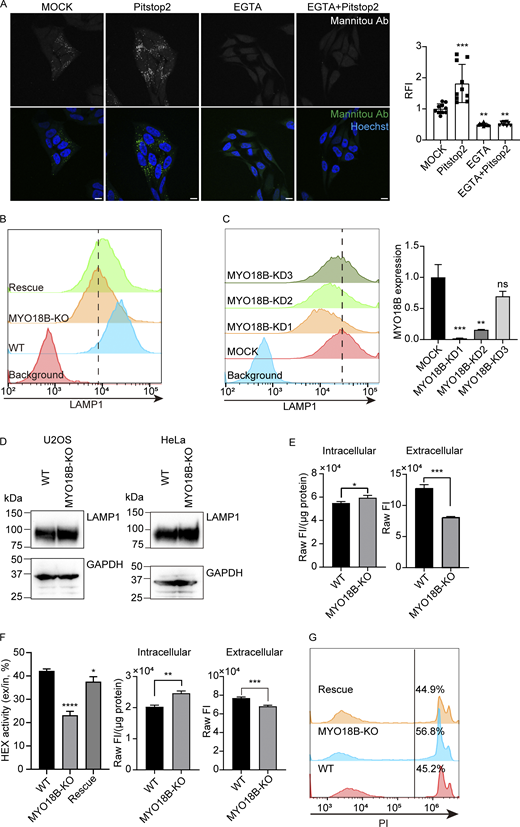 MYO18B is essential for lysosomal exocytosis.(A) Left: Representative CLSM images of WT HeLa cells stained by Mannitou Ab under unpermeabilized conditions with EGTA and/or Pitstop2 treatment. Bars, 10 µm. Right: Quantitative analysis of cell-surface paucimannose level with EGTA and/or Pitstop2 treatment. The mean ± SD fluorescent intensity of mock treatment was set to unity (n = 10 images; N = 2 biological replicates; One-way ANOVA with Dunnett correction; **P ≤ 0.01; ***P ≤ 0.001). Related to Fig. 1. (B) Representative flow cytometry result of cell-surface LAMP1 level in WT, MYO18B-KO and MYO18B-rescued U2OS cell lines. Related to Fig. 2. (C) Left: Representative flow cytometry results of cell-surface LAMP1 level in MYO18B knock-down U2OS cells. Right: RT-qPCR assessment of MYO18B mRNA level in MYO18B knock-down U2OS cells. Expression of MYO18B was normalized with hypoxanthine-guanine phosphoribosyl transferase (HPRT) (mean ± SD; n = 3, technical replicates; One-way ANOVA with Dunnett correction; ns, P > 0.05; **P ≤ 0.01; ***P ≤ 0.001). Related to Fig. 2. (D) Western blotting detection of total LAMP1 level in WT and MYO18B-KO HeLa and U2OS cells. Related to Fig. 2. (E) Raw fluorescent intensity detected in HEX activity assessment of WT and MYO18B-KO HeLa cells. The fluorescent intensity of intracellular fraction was normalized with protein amount (mean ± SD; n = 3, independently analyzed samples; unpaired two-tailed t test; *P ≤ 0.05; ***P ≤ 0.001). Related to Fig. 2. (F) Left: Representative result of HEX activity assay in WT and MYO18B-KO and MYO18B-rescued U2OS cells (mean ± SD; n = 3, independently analyzed samples; One-way ANOVA with Dunnett correction; *P ≤ 0.05; ****P ≤ 0.0001). Right: Raw fluorescent intensity detected in HEX activity assessment of WT and MYO18B-KO U2OS cells. The fluorescent intensity of intracellular fraction was normalized with protein amount (mean ± SD; n = 3, independently analyzed samples; unpaired two-tailed t test, **P ≤ 0.01, ***P ≤ 0.001). Related to Fig. 2. (G) Representative plasma membrane repairing assay results of WT, MYO18B-KO and MYO18B-rescued U2OS cells. Related to Fig. 2. Source data are available for this figure: SourceData FS1.