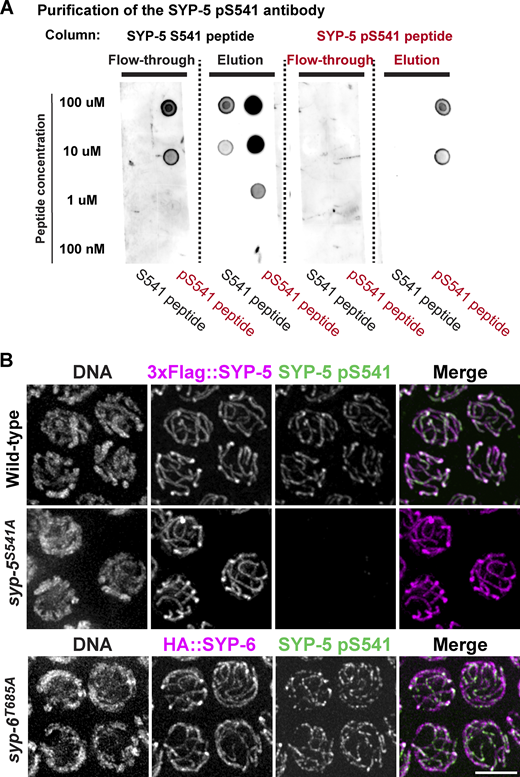 Purification and characterization of the SYP-5 pS541 antibody. (A) Immune serum against the SYP-5 phosphopeptide (pS541) was passed through affinity columns coupled to non-phospho (SYP-5 S541) and phosphopeptides (SYP-5 pS541). The unbound (flow-through) and bound (elution) fractions were used in dot blots of serially diluted peptides. (B) Immunofluorescence images of pachytene nuclei from wild type, syp-5S541A, and syp-6T685A mutants showing DNA, 3xFlag::SYP-5 or HA::SYP-6 (magenta), and SYP-5 pS541 (green) staining. Scale bar, 5 µm. Source data are available for this figure: SourceData FS1.