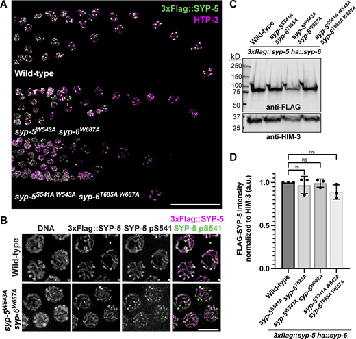 Characterization of SC disassembly and SYP-5 phosphorylation in syp-5W543Asyp-6W687Amutants. (A) Immunofluorescence images of diplotene nuclei from wild type and syp-5W543Asyp-6W687A mutant animals stained for 3xFlag::SYP-5 (green) and HTP-3 (magenta). Scale bar, 25 µm. (B) Immunofluorescence images of pachytene nuclei from wild type and syp-5W543Asyp-6W687A animals showing DNA, 3Flag::SYP-5 (magenta), and SYP-5 pS541 (green) staining. Scale bar, 5 µm. (C) Western blot of worm lysates from the indicated genotypes probed against the Flag tag. HIM-3 was used as a loading control. (D) Graph showing the quantification of 3xFlag::SYP-5 signals normalized to the loading control, HIM-3. Changes in the normalized protein expression were analyzed by unpaired t test (n = 3). Source data are available for this figure: SourceData FS5.