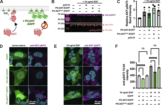 Single cell analysis reveals profound inhibition of AKT by PH-AKT PIP3 biosensor.(A) AKT is autoinhibited by its PIP3 binding PH domain. PIP3 production alleviates this steric inhibition, facilitating activating phosphorylations at S473 and T308. Over-expression of PH-AKT is hypothesized to out-compete the endogenous AKT’s PH domain. (B) Inhibition of AKT S473 phosphorylation is not apparent at the population level. HEK293A cells were serum starved and then treated (where indicated) with 10 ng/ml EGF to activate PI3K. After 5 min, cells were lyzed and analyzed by western blot for total Akt and Akt-pS473. (C) Quantification of blots from three experiments like that shown in B. Data are means ± s.e. (D–F) Inhibition of Akt activation (via S473 phosphorylation) is apparent through analysis of single cells. HEK293A cells were serum starved (D) or stimulated with EGF (E), then fixed and stained with antibodies against pS473 along with DAPI for nuclear DNA (cyan). (D and E) Images show high-resolution confocal micrographs (1.45 NA 100× oil-immersion objective) of representative cells, whereas (F) shows mean fluorescence intensity measurements of cells imaged at low resolution (0.75 NA 20× air objective) to capture fluorescence from the entire volume of the cells. Graphs show medians ± 95% confidence interval of the median from 82 to 160 cells pooled from three experiments (medians are reported since the data are not normally distributed). Results of a multiple comparisons post-hoc test (ns = P > 0.99; **** = P < 0.0001) are indicated from a Kruskal-Wallis test (Kruskall-Wallis statistic = 839.2, six groups, P < 0.0001). Source data are available for this figure: SourceData F1.