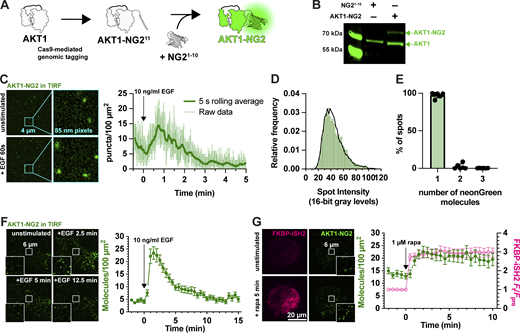 Fluorescent tagging of AKT1 at its genomic locus.(A) CRISPR/Cas9 directed cutting at the 3′ end of the AKT1 ORF is coupled to homology-directed repair to integrate an in-frame NG211 tag, encoding the 11th strand of neonGreen2. The edit is made in a HEK293A cell line stably expressing NG21–10, the remainder of the neonGreen protein. The two neonGreen2 protein fragments assemble in the cell to generate fluorescent NG2 protein. (B) Western blot of AKT protein from a sorted, polyclonal population of edited cells shows the appearance of a second molecular weight band, consistent with the 81.9 kDa complex between AKT1 (55.7 kDa) and NG2 (26.2 kDa). (C) TIRF imaging of AKT1-NG2 cells exhibit discrete fluorescent spots at the cell surface, which increase in density after PI3K activation with 10 ng/ml EGF. The light lines are data points from images recorded at 20 Hz; the thicker, darker line is the 5 s rolling average. (D and E) AKT1-NG2 spots are single molecules: (D) The intensity of fluorescent AKT1 spots pooled from a representative experiment shows a mono-modal lognormal distribution (green). The data are fit with a model assuming the intensity is derived from a mixture of monomeric, dimeric or trimeric fluorescent proteins calibrated against a known monomeric mNeonGreen fluorescent protein distribution. The fit predicts 98.1% monomers with a reduced χ2 of 1.06. (E) The results of this analysis pooled across six cells from three independent experiments yields consistent results with mean χ2 of 1.67 ± 0.40 (s.e.). (F) Extended TIRF imaging of AKT-NG2 cells with reduced duty cycle to minimize photobleaching reveals robust recruitment of AKT1 after EGF stimulation. Data are means ± s.e. of 20 cells pooled from two independent experiments. (G) PI3K activation is sufficient to recruit AKT1 to the plasma membrane. AKT1-NG2 cells were transfected with PM-targeted Lyn N-terminal 11 residues fused to FRB and the PI3K p110 catalytic subunit-binding iSH2 fused to FKBP and mCherry. 1 µM rapamycin was added to cells to induce dimerization of FRB and FKBP and hence recruitment of iSH2/p110 to the plasma membrane, inducing PIP3 synthesis. AKT1-NG2 is further increased on the PM by this maneuver. Data are means ± s.e. of 32 cells pooled from three independent experiments. Insets in F and G show zoomed view indicated in the center of the cell. Source data are available for this figure: SourceData F2.