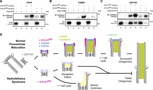 HYLS1 interacts with CEP120. (A) Co-immunoprecipitation of FLAG-CPAP with HYLS1WT-mCherry or HYLS1DG-mCherry in HYLS1−/− DLD1 cells. Cells were induced with doxycycline for 4 days and FLAG-CPAP transfected on the second day for 48 h. (B) Co-immunoprecipitation of 6xHA-TUBB5 with HYLS1WT-mCherry or HYLS1DG-mCherry in HYLS1−/− DLD1 cells. Cells were induced with doxycycline for 4 days and 6xHA-TUBB5 transfected on the second day for 48 h. (C) Co-immunoprecipitation of 6xHA-CEP120 with HYLS1WT-mCherry or HYLS1DG-mCherry in HYLS1−/− DLD1 cells. Cells were induced with doxycycline for 4 days and 6xHA-CEP120 transfected on the second day for 48 h. (D) A model for how impaired recruitment of HYLS1 D211G to the centriole causes the cilia defects underlying hydrolethalus syndrome. Source data are available for this figure: SourceData F7. Refer to the image caption for details.
