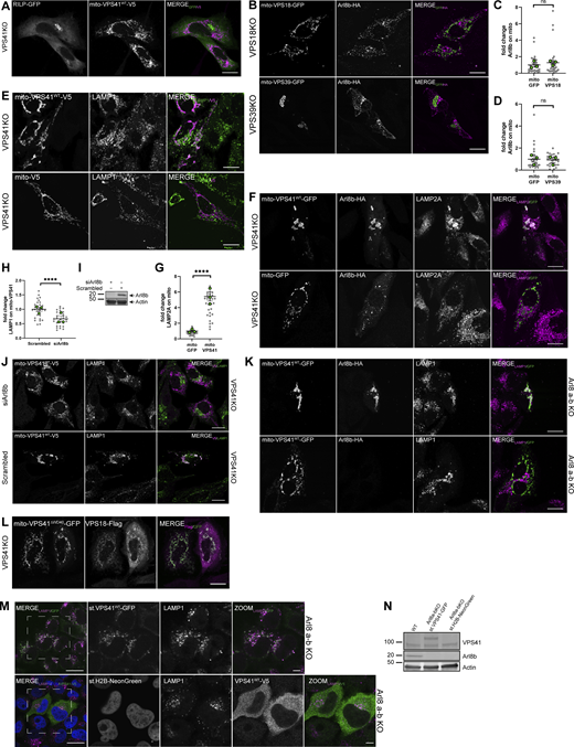 Arl8b drives LAMP-positive membranes to mito-VPS41. (A) Confocal image of HeLaVPS41KO cells cotransfected with mito-VPS41WT-V5 and RILP-GFP. Cells were immunolabeled for a V5 tag. Scale bars: 20 µm. (B) Confocal microscopy of HeLaVPS18KO and HeLaVPS39KO cells cotransfected with Arl8b-HA and mito-VPS18-GFP or mito-VPS39-GFP as indicated in the figure. Immunostaining for an HA tag was performed. Scale bars: 20 µm. (C and D) Statistical quantification of Arl8b-HA recruitment on mitochondria harboring mito-VPS18-GFP or mito-VPS39-GFP as indicated. Statistical significance was obtained using an unpaired t test, ns: not significant. n > 25, mean ± SEM. (E) Confocal images of HeLaVPS41KO cells single-transfected with mito-VPS41WT-V5 or mito-V5. Cells were immunolabeled for a V5 tag and endogenous LAMP1. Scale bars: 20 µm. (F) Confocal images of HeLaVPS41KO cells cotransfected with Arl8b-HA and mito-VPS41WT-GFP or mito-GFP. Cells were immunolabeled for an HA tag and LAMP2A. Scale bars: 20 µm. (G) Statistical quantification of LAMP2A recruitment to mitochondria bearing mito-VPS41WT-GFP or mito-GFP. Unpaired t test comparison was used to determine statistical significance, ****P < 0.0001. n > 25, mean ± SEM. (H) Quantification of LAMP1 redistribution to mito-VPS41WT-V5 mitochondria in the presence (scrambled) or absence (siArl8b) of Arl8b. Data represent the mean ± SEM. Unpaired t test comparison was used to determine statistical significance, ****P < 0.0001. n > 25. (I) Immunoblot showing Arl8b expression in HeLaVPS41KO treated with siArl8b or scrambled RNA. Actin was used as a loading control. (J) Fluorescence images of LAMP1 relocalization to mito-VPS41WT-V5 upon depletion of endogenous Arl8b (top) or non-targeting RNA (scrambled, bottom). Scale bar: 20 µm. (K) Confocal images of LAMP1 relocalization to mito-VPS41WT-GFP in HeLaArl8a-bKO cells rescued or not with Arl8b-HA. Scale bars: 20 µm. (L) Confocal image of HeLaVPS41KO cells expressing mito-VPS41∆WD40-GFP and VPS18-Flag and immunostained for a Flag tag. Scale bars: 20 µm. (M) Confocal images of HeLaArl8a-bKO cells stably expressing either VPS41WT-GFP (top row) or H2B-NeonGreen (used as a negative control, bottom row). As a negative control, transiently overexpressed VPS41WT-V5 was used. Cells were labeled for endogenous LAMP1 and V5. Scale bar: 20 and 5 µm (inset). (N) Immunoblot showing the comparison of VPS41 and Arl8b protein levels between HeLaWT versus HeLaArl8a-bKO cells stably expressing either VPS41WT-GFP or H2B-NeonGreen. Actin was used as a loading control. Source data are available for this figure: SourceData FS2.