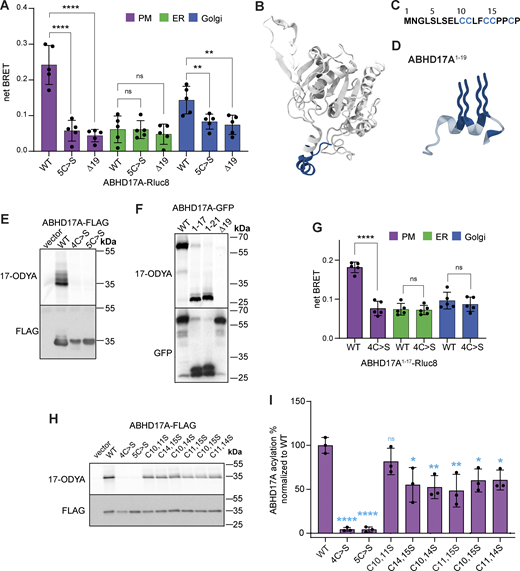 The N-terminus is necessary and sufficient for S-acylation and plasma membrane localization. (A) Plasma membrane localization of WT ABHD17A measured with BRET is lost with either mutation of N-terminal cysteine residues or deletion of the N-terminus. Cells were transiently transfected to co-express Rluc8-tagged ABHD17A mutants with a Venus-tagged organelle marker for the plasma membrane, Golgi, or ER. One-way ANOVA with Tukey’s multiple comparison test; n = 5, ns = P > 0.05, ** = P ≤ 0.01, **** = P ≤ 0.0001. Error bars depict STDEV. (B) AF2-predicted structure of ABHD17A showing the first 19 residues in blue. (C) Sequence of the first 19 residues of ABHD17A showing the putative acylated cysteine residues in blue. (D) The ABHD17A N-terminus contains a predicted α-helix. Cysteine residues are shown in blue with acyl groups indicated by blue wavy lines attached to Cys10, 11, 14, and 15. (E) Acylation of ABHD17A is abolished when either the first four or five N-terminal cysteine residues are mutated to serine as visualized with a click-labeling assay using the palmitate analog 17-ODYA. Upper panel shows 17-ODYA signal and lower panel shows a western blot of total protein detected with FLAG antibody. (F) The first 17 residues of ABHD17A (ABHD17A1–17) are sufficient for acylation. 17-ODYA signal was detected by click-labeling (upper panel); total protein was detected with GFP antibody (lower panel). (G) Plasma membrane localization of the first 17 residues of ABHD17A requires N-terminal cysteine residues. The BRET assay is described in A. One-way ANOVA with Tukey’s multiple comparison test; n = 5, ns = P > 0.05, **** = P ≤ 0.0001. Error bars indicate STDEV. (H) ABHD17A-FLAG acylation in double cysteine mutants. Acylation of ABHD17A-FLAG was detected by click-labeling with 17-ODYA (upper panel). Levels of immunoprecipitated ABHD17A were detected by western blot using anti FLAG antibody (lower panel). (I) Quantification ABHD17A-FLAG acylation in H. One-way ANOVA with Tukey’s multiple comparison test; n = 3, ns = P > 0.05, * = P ≤ 0.05, ** = P ≤ 0.01, **** = P ≤ 0.0001. Statistical analysis shows comparison to WT ABHD17A. Error bars indicate STDEV. Source data are available for this figure: SourceData F1. Refer to the image caption for details.