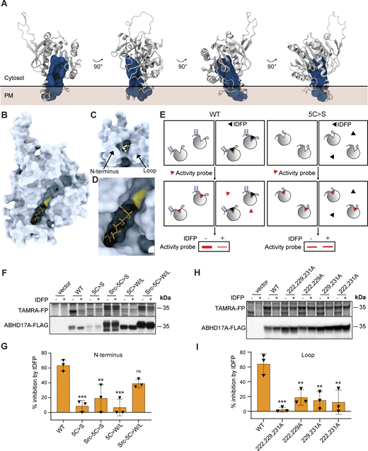 The N-terminus and loop affect binding pocket conformation. (A) Pocket analysis identifies one major cavity inside ABHD17A, indicated by the blue solid surface. Its localization close to the membrane interface suggests that the cavity is a potential substrate binding pocket for ABHD17A. (B–D) An ABHD17A surface model of the AF2 predicted structure reveals a prominent cleft. Palmitic acid is docked into this cleft by SwissDock (Grosdidier et al., 2011a). The active site serine is shown in yellow. (C) Close up of the top-scoring SwissDock model showing palmitic acid interacting with ABHD17A. (D) View of the membrane-contacting surface shows the N-terminus and loop are predicted to frame the entrance of the channel. (E) Schematic of the cABPP assay used to determine substrate binding of ABHD17A mutants. Cell lysates expressing ABHD17A-FLAG constructs are incubated in the presence or absence of 12-carbon fluorophosphonate inhibitor IDFP in DMSO. Subsequent incubation with the fluorescent activity probe TAMRA-FP covalently labels the catalytic serine of ABHD17A molecules that have not bound the inhibitor. IDFP binding causes a reduction of in-gel fluorescence (left side). Mutations that alter the conformation of the substrate-binding pocket reduce IDFP binding, thus no change in fluorescence is seen (right side). (F) The Src myristoylation motif paired with hydrophobic N-terminal residues partially restored the binding pocket conformation of non-acylated ABHD17A mutants. TAMRA-FP binding was visualized with in-gel fluorescence (upper panel) and total protein was detected by western blot using an anti-FLAG antibody (lower panel). (G) Quantification of F depicted by percentage of IDFP inhibition. One-way ANOVA with Tukey’s multiple comparison test; n = 3, ns = P > 0.05, ** = P ≤ 0.01, *** = P ≤ 0.001. Statistical analysis shows the comparison to WT ABHD17A. Error bars indicate STDEV. (H) Mutation of three hydrophobic loop residues (F222, Y229, and F231) significantly decreased IDFP binding by cABPP analysis. (I) Quantification of H depicted by percentage of IDFP inhibition. One-way ANOVA with Tukey’s multiple comparison test; n = 3, ** = P ≤ 0.01, *** = P ≤ 0.001. Statistical analysis shows comparison to WT ABHD17A. Error bars indicate STDEV. Source data are available for this figure: SourceData F5. Refer to the image caption for details.