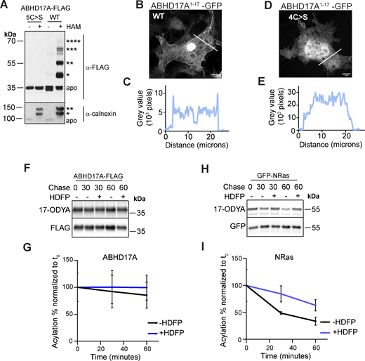 ABHD17A has at least four stable acylation sites that are required for plasma membrane localization. (A) An APE assay detects at least four S-acylation sites in ABHD17A. The addition of a mass tag causes a size shift that is proportional to the number of acyl modifications; the number of acylation sites is denoted by asterisks. The doubly acylated calnexin serves as a control. (B and C) The first 17 residues of ABHD17A localize to the plasma membrane. The white line through the cell was used for the line scan in C. (D and E) The plasma membrane localization of the first 17 residues of ABHD17A is lost when cysteine residues are mutated to serine. A line scan (E) depicts the higher signal intensity in the cytosol of the cell when the N-terminal cysteine residues are mutated to serine of ABHD17A. (B and D) show representative confocal images of fixed cells, with the intensity increased to show the plasma membrane localization of WT compared to the cytosolic signal of 4C>S. (F) ABHD17A acylation does not show significant turnover as measured by 17-ODYA labeling followed by a chase in the presence or absence of 10 µM HDFP. (G) Quantification of ABHD17A acylation in F. Error bars indicate standard deviation (STDEV). (H) NRas acylation does show significant turnover when measured with click-labeling followed by a chase in the presence or absence of 10 µM HDFP, as described in F. (I) Quantification of NRas acylation in H. Source data are available for this figure: SourceData FS1. Refer to the image caption for details.