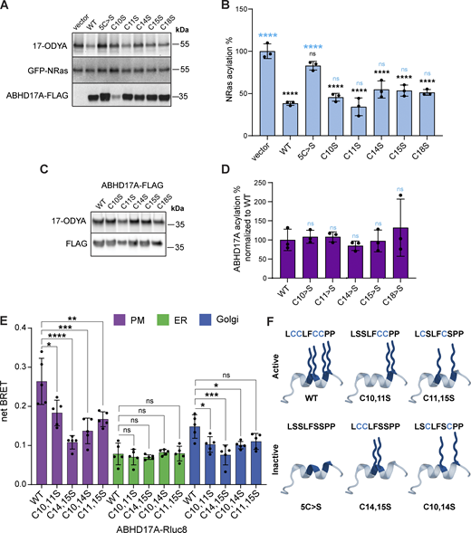 Specific cysteine residues are required for activity and plasma membrane localization. (A) Activity of ABHD17A is not affected by individual mutation of N-terminal cysteine residues to serine. Acylation of GFP-NRas was detected by click-labeling with 17-ODYA (upper panel). Levels of immunoprecipitated NRas (middle panel) or total ABHD17A (lower panel) were detected by western blot using anti-GFP or FLAG antibody, respectively. (B) Quantification of GFP-NRas acylation in A. NRas acylation was normalized to vector. One-way ANOVA with Tukey’s multiple comparison test; n = 3, ns = P > 0.05, **** = P ≤ 0.0001. Statistical analysis is depicted with black font (comparison to vector) and blue font (comparison to WT). Error bars indicate STDEV. (C) Acylation of ABHD17A was not affected by mutating N-terminal cysteine residues individually. Acylation of ABHD17A-FLAG was detected by click-labeling with 17-ODYA (upper panel). Levels of immunoprecipitated ABHD17A were detected by western blot using anti FLAG antibody (lower panel). (D) Quantification ABHD17A-FLAG acylation in C. One-way ANOVA with Tukey’s multiple comparison test; n = 3, ns = P > 0.05. Statistical analysis shows comparison to WT ABHD17A. Error bars indicate STDEV. (E) Representative double cysteine mutant constructs show decreased plasma membrane association in BRET analysis. One-way ANOVA with Tukey’s multiple comparison test; n = 5, ns = P > 0.05, * = P ≤ 0.05, ** = P ≤ 0.01, *** = P ≤ 0.001, **** = P ≤ 0.0001. Error bars indicate STDEV. (F) Schematic of the predicted N-terminal helix of ABHD17A cysteine mutants showing acylation patterns of active and inactive constructs. Acyl groups are depicted with blue wavy lines. Source data are available for this figure: SourceData FS2. Refer to the image caption for details.