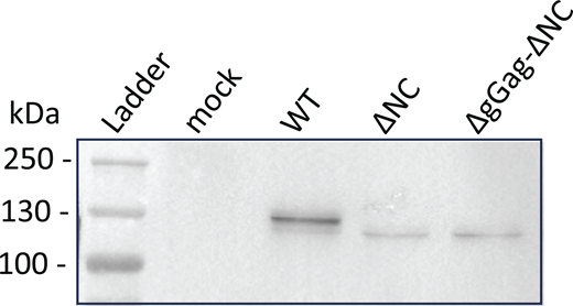 Analysis of virions released by the GFP/RFP cell line–expressing tagged MLV constructs by using western blotting. The Gag-24ST protein was detected using the anti-CA antibody at the expected size (WT: 134 kDa and mutants: 127 kDa). Source data are available for this figure: SourceData FS1. Refer to the image caption for details.