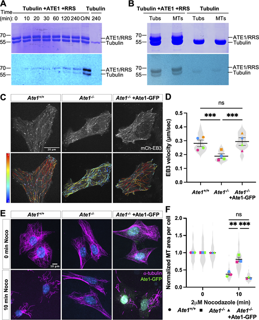 ATE1 can directly target tubulin in vitro and is required for maintaining normal intracellular microtubule growth rate and stability. (A) Time course in vitro arginylation reaction showing Coomassie blue (top) and autoradiography (bottom). (B) In vitro arginylation on soluble tubulin and polymerized microtubules showing Coomassie blue (top) and autoradiography (bottom). (C) mCherry-EB3 signal (top) and EB3 tracks color-coded by mean straight-line speed ranging from 0 to 0.4 μm/s (bottom) from movies of Ate1+/+, Ate1−/−, and Ate1−/− + Ate1-GFP cells overexpressing mCherry-EB3 (Video 1). Scale bar = 20 μm. (D) Quantification of EB3 comet velocity. Mean ± SEM, N = 4 (n = 20 cells per condition), Ate1+/+ versus Ate1−/−: ***P = 0.0006, Ate1−/− versus Ate1−/−+ Ate1-GFP: ***P = 0.0003, one-way RM ANOVA corrected for multiple comparisons. Symbol colors indicate paired average measurements. The violin plot represents the distribution of average EB3 comet velocity for individual cells. (E) Immunofluorescence images of Ate1+/+, Ate1−/−, and Ate1−/− + Ate1-GFP cells treated with 2 μM nocodazole for 0 or 10 min, extracted, and stained for ⍺-tubulin (magenta), GFP (green), and DAPI (blue). Scale bar = 10 μm. (F) Quantification of the average microtubule-positive area per cell normalized to t = 0. Mean ± SEM, N = 3 (n = 365–567 cells per condition), 10 min Ate1+/+ versus Ate1−/−: **P = 0.002, 10 min Ate1−/− versus Ate1−/−+ Ate1-GFP: ***P = 0.001, two-way RM ANOVA corrected for multiple comparisons. Symbol colors indicate paired average measurements. The truncated violin plot represents the distribution of the average microtubule-positive area for individual cells. Source data are available for this figure: SourceData F1. Refer to the image caption for details.