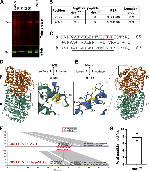 Tubulin is arginylated at E77 on ⍺-tubulin and D74 on β-tubulin in cells. (A) Western blot of microtubule purification steps for mass spectrometry analysis of arginylation. Total protein (top, red); tubulin (bottom, green). (B) Summary of the average ratio of arginylated to total peptide intensity, posterior error probability, and location probability for each arginylation site identified. (C) Sequence alignment of ⍺-tubulin (mouse Tuba1b) and β-tubulin (mouse Tubb5) in the vicinity of the arginylated sites, with the identified peptides underlined and the arginylated residues highlighted in red. (D and E) Structural modeling of the tubulin dimer (PDB ID: 1JFF) showing the location of ⍺E77 (D) and βD74 (E) (highlighted in yellow). Insets show the enlarged regions around the arginylated sites in the microtubule (PDB ID: 3J6F) to illustrate the interactions ⍺E77 and βD74 participate in. Structures are from the RSCB PDB (http://RSCB.org), PDB IDs 1JFF and 3J6F. (F) Extracted ion chromatograms of chemically synthesized non-arginylated and arginylated ⍺-tubulin peptides: CDLEPTVIDEVRTG (top) and CDLEPTVIDE(Arg)VRTG (bottom), showing that the peaks for these two peptides have similar intensities and their abundance can be compared directly in a physiological sample assuming they were not differentially affected by signal suppression from co-eluting peptides. Red boxes indicate the area (AA) and base peak (BP) of the major product. (G) Estimation of the percentage of the peptide AVFVDLEPTVIDEVR that is arginylated at E77 derived from peak intensities in the physiological samples. Source data are available for this figure: SourceData F2. Refer to the image caption for details.