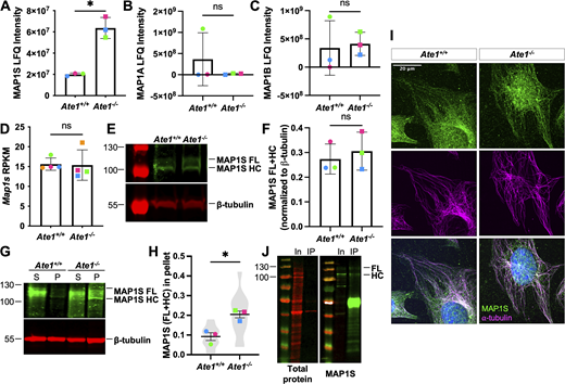 Ate1−/−cells show an increased association of MAP1S with microtubules. (A–C) Quantification of the LFQ intensity of MAP1S (A), MAP1A (B), and MAP1B (C) identified by mass spectrometry in microtubule preparations from Ate1+/+ and Ate1−/− cells. Mean ± SD, N = 3, Ate1+/+ versus Ate1−/−: *P = 0.016, two-tailed paired t test. Symbol colors indicate paired measurements. (D) Quantification of the RNA-level expression of Map1s in Ate1+/+ and Ate1−/− cells. Mean ± SD, N = 4, Wilcoxon matched-pairs signed rank test. Symbol colors indicate paired measurements. (E) Western blot for MAP1S (top, green) and tubulin (bottom, red) from Ate1+/+ and Ate1−/− cells. (F) Quantification of total MAP1S normalized to tubulin in Ate1+/+ and Ate1−/− cells. Mean ± SD, N = 3, two-tailed Wilcoxon matched-pairs signed rank test. Symbol colors indicate paired measurements. (G) Western blot for MAP1S (top, green) and tubulin (bottom, green) on soluble and polymerized tubulin fractions from Ate1+/+ and Ate1−/− cells. (H) Quantification of the fraction of MAP1S associated with the polymerized tubulin. Mean ± SEM, N = 3 (n = 12 total repeats per condition), Ate1+/+ versus Ate1−/−: *P = 0.0416, one-tailed paired t test. Symbol colors indicate paired average measurements. Violin plot represents the fraction of MAP1S in the pellet for individual repeats. (I) Immunofluorescence images of Ate1+/+ and Ate1−/− cells stained for MAP1S (green), ⍺-tubulin (magenta), and DAPI (blue). Scale bar = 20 μm. Tubulin and MAP1S are scaled to the same respective intensity as the wild-type image, for ease of visual comparison of intensity. (J) Western blot for total protein stain (left, red) and MAP1S (right, green) on immunoprecipitated MAP1S (IP) and input (In). Source data are available for this figure: SourceData F4. Refer to the image caption for details.