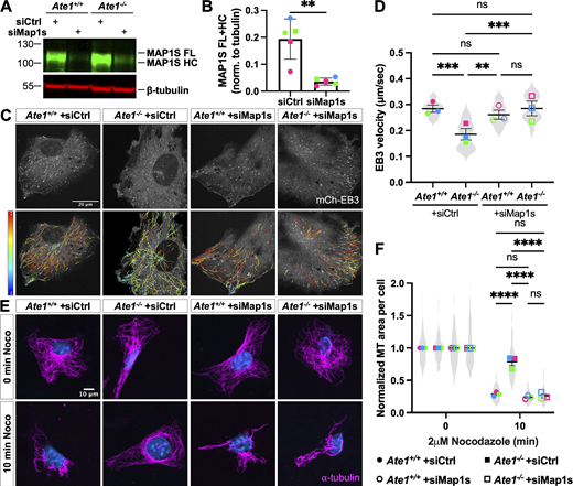 Depletion of MAP1S in Ate1−/−cells rescues decreased microtubule growth rate and increased microtubule stability. (A) Western blot showing MAP1S (top, green) and tubulin (bottom, red) in Ate1+/+ and Ate1−/− cells transfected with siCtrl or siMap1s. (B) Quantification of MAP1S normalized to tubulin in Ate1+/+ and Ate1−/− cells transfected with siCtrl or siMap1s. Mean ± SD, N = 5, two-tailed paired t-test. Symbol colors indicate paired measurements. (C) mCherry-EB3 signal (top) and tracks color-coded by mean straight-line speed ranging from 0 to 0.4 μm/s (bottom) from movies of Ate1+/+ and Ate1−/− cells transfected with siCtrl or siMap1s and overexpressing mCherry-EB3 (Video 5). Scale bar = 20 μm. (D) Quantification of EB3 comet velocity. Mean ± SEM, N = 3 (n = 15 cells per condition), Ate1+/+ + siCtrl versus Ate1−/− + siCtrl: ***P = 0.0003, Ate1−/− + siCtrl versus Ate1+/+ +siMap1s: **P = 0.0014, Ate1−/− + siCtrl versus Ate1−/− + siMap1s: ***P = 0.0003, one-way RM ANOVA corrected for multiple comparisons. Symbol colors indicate paired average measurements. Violin plot represents the distribution of average EB3 comet velocity for individual cells. (E) Immunofluorescence images of Ate1+/+ and Ate1−/− cells transfected with siCtrl or siMap1s and treated with 2 μM nocodazole for 0 or 10 min, extracted, and stained for ⍺-tubulin (magenta) and DAPI (blue). Scale bar = 10 μm. (F) Quantification of the average microtubule-positive area per cell normalized to t = 0. Mean ± SEM, N = 3 (n = 407–896 cells per condition), 10 min Ate1+/+ +siCtrl versus Ate1−/− + siCtrl: ****P < 0.0001, 10 min Ate1−/− + siCtrl versus Ate1+/+ + siMap1s: ****P < 0.0001, 10 min Ate1−/− + siCtrl versus Ate1−/− + siMap1s: ****P < 0.0001, two-way RM ANOVA corrected for multiple comparisons. Symbol colors indicate paired average measurements. The truncated violin plot represents the distribution of the average microtubule-positive area for individual cells. Source data are available for this figure: SourceData F5. Refer to the image caption for details.