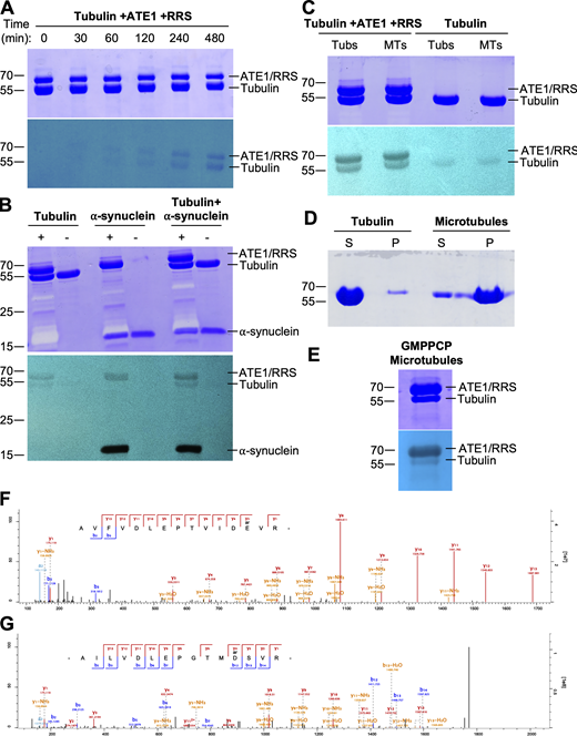 Tubulin can be directly arginylated by ATE1 in vitro and in cells. (A) Independent repeat of the result from Fig. 1 A. Time course in vitro arginylation reaction showing Coomassie blue (top) and autoradiography (bottom). (B) In vitro arginylation reactions on tubulin and/or ⍺-synuclein with Coomassie blue (top) and autoradiography (bottom) to show that incorporation of radiolabeled Arg into the 55 kDa band is specific to tubulin reactions, as opposed to being a contaminant in or degradation product of purified ATE1 or RRS. + indicates a full reaction, and – indicates a negative control. (C) Independent repeat of the result from Fig. 1 B. In vitro arginylation on soluble tubulin and polymerized microtubules showing Coomassie blue (top) and autoradiography (bottom). (D) Coomassie blue gel showing the polymerization status of tubulin used for the in vitro arginylation reactions in Fig. 1 B. Most of the tubulin sample is in the supernatant, and most of the microtubule sample is in the pellet. (E) In vitro arginylation reactions on microtubules polymerized with the GMPPCP, a non-hydrolyzable GTP analog, with Coomassie blue (top) and autoradiography (bottom) to show that arginylation of microtubules is not an artifact of Taxol treatment. (F and G) Representative spectra of E77 arginylation on ⍺-tubulin (F) and D74 arginylation on β-tubulin (G) from Taxol-purified microtubules from wild-type MEFs. Source data are available for this figure: SourceData FS1. Refer to the image caption for details.