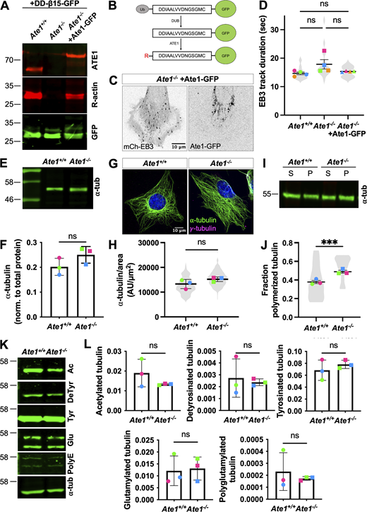 Ate1−/−cells do not show gross defects in the microtubule cytoskeleton. (A) Western blots for ATE1 (top, red), R-actin (middle, red), and GFP (bottom, green) in Ate1+/+ or Ate1−/− cells transfected with the arginylation sensor DD-β15-GFP and/or Ate1-GFP. (B) Schematic for the arginylation sensor used in A. Ub-DD-β15-GFP is expressed, and the ubiquitin is immediately cleaved, producing DD-β15-GFP. ATE1 can arginylate the N-terminal D, producing RDD-β15-GFP. (β15 is the first 15 amino acids of β-actin after N-terminal processing, DDIAALVVDNGSGMC.) (C) Images of Ate1−/− cells co-transfected with mch-EB3 (left) and Ate1-GFP (right). Scale bar = 10 μm. (D) Quantification of the EB3 track duration. Mean ± SEM, N = 4 (n = 20 cells per condition), one-way RM ANOVA corrected for multiple comparisons. Symbol colors indicate paired average measurements. Symbol colors indicate paired average measurements. Violin plot represents the distribution of average EB3 track duration for individual cells. (E) Western blot for ⍺-tubulin in Ate1+/+ or Ate1−/− cells. (F) Quantification of ⍺-tubulin normalized to total protein. Mean ± SD, N = 3, paired t test. Symbol colors indicate paired average measurements. (G) Immunofluorescence images of Ate1+/+ or Ate1−/− cells stained for ⍺-tubulin (green), γ-tubulin (magenta), and DAPI (blue). Scale bar = 20 μm. (H) Quantification of ⍺-tubulin per cell area. Mean ± SEM, N = 3 (n = 182–225 cells per condition), paired t test. Symbol colors indicate paired average measurements. Violin plot represents the distribution of ⍺-tubulin per cell area for individual cells. (I) Western blots for ⍺-tubulin on soluble and polymerized tubulin fractions from Ate1+/+ or Ate1−/− cells. (J) Quantification of the fraction of ⍺-tubulin in the polymerized tubulin fraction. Mean ± SEM, N = 3 (n = 12 total repeats per condition), Ate1+/+ versus Ate1−/−: ***P = 0.0005, paired t test. Symbol colors indicate paired average measurements. Truncated violin plot represents the fraction of polymerized tubulin for individual repeats. (K) Western blots for other tubulin post-translational modifications in Ate1+/+ or Ate1−/− cells: acetylation, detyrosination, tyrosination, glutamylation, and polyglutamylation. (L) Quantification of other tubulin post-translational modifications normalized to total protein. Mean ± SD, N = 3, paired t test. Symbol colors indicate paired average measurements. Source data are available for this figure: SourceData FS2. Refer to the image caption for details.