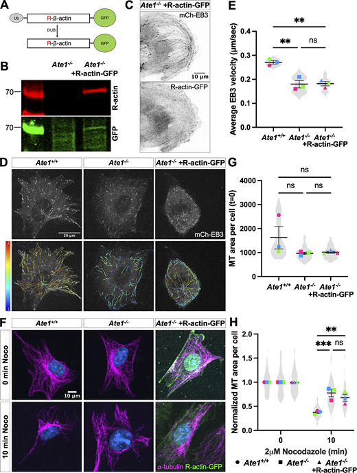 Expressing R-β-actin in Ate1−/−cells does not rescue microtubule growth rate or stability. (A) Schematic of expressing R-actin-GFP. Ub-R-β-actin-GFP is expressed, and the ubiquitin is immediately cleaved, producing R-β-actin-GFP. (B) Western blot showing the expression of R-β-actin-GFP in Ate1−/− cells. (C) Images of Ate1−/− cells co-transfected with mch-EB3 (top) and R-actin-GFP (bottom). Scale bar = 10 μm. (D) mCherry-EB3 signal (top) and tracks color-coded by mean straight line speed ranging from 0 to 0.4 μm/s (bottom) from movies of Ate1+/+ or Ate1−/− cells overexpressing R-actin-GFP and/or mCherry-EB3 (Video 2). Scale bar = 20 μm. (E) Quantification of the EB3 comet velocity. Mean ± SEM, N = 3 (n = 9 cells per condition), Ate1+/+ versus Ate1−/−: ***P = 0.0031, Ate1−/− versus Ate1−/− + R-actin-GFP: ***P = 0.0033, one-way RM ANOVA corrected for multiple comparisons. Symbol colors indicate paired average measurements, Violin plot represents the distribution of average EB3 comet velocity for individual cells. (F) Immunofluorescence images of Ate1+/+, Ate1−/−, Ate1−/− + R-actin-GFP cells treated with 2 μM nocodazole for 0 or 10 min, extracted, and stained for ⍺-tubulin (magenta), GFP (green), and DAPI (blue). Scale bar = 10 μm. (G) Quantification of the microtubule area per cell before nocodazole treatment. Mean ± SEM, N = 3 (n = 324–432 cells per condition), one-way RM ANOVA corrected for multiple comparisons. (H) Quantification of the average microtubule-positive area per cell normalized to t = 0. Mean ± SEM, N = 3 (n = 227–432 cells per condition), 10 min Ate1+/+ versus Ate1−/−: ***P = 0.0003, 10 min Ate1−/− versus Ate1−/− + Ate1-GFP: **P = 0.0021, two-way RM ANOVA corrected for multiple comparisons. For G and H, symbol colors indicate paired average measurements, and truncated violin plots represent the distribution of average microtubule-positive area for individual cells. Source data are available for this figure: SourceData FS4. Refer to the image caption for details.