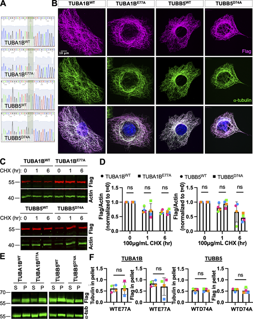Non-arginylatable tubulin constructs Flag-TUBA1BE77Aand TUBB5D74A-Flag can be incorporated into the microtubule cytoskeleton similarly to wild-type tubulin. (A) Sanger sequencing confirmation of Flag-TUBA1BWT, Flag-TUBA1BE77A, TUBB5WT-Flag, and TUBB5D74A-Flag. (B) Immunofluorescence of wild-type MEFs overexpressing Flag-TUBA1BWT, Flag-TUBA1BE77A, TUBB5WT-Flag, or TUBB5D74A-Flag, showing incorporation of the Flag-tagged tubulin constructs (magenta) into the normal microtubule cytoskeleton (green). Scale bar = 10 μm. (C) Western blots for Flag (top, red) and actin (bottom, green) on cell lysates from wild-type MEFs overexpressing Flag-TUBA1BWT, Flag-TUBA1BE77A, TUBB5WT-Flag, or TUBB5D74A-Flag and treated with 100 μg/ml CHX for 0–6 h. (D) Quantification of the Flag to actin (loading control) signal ratio normalized to t = 0. Mean ± SD, N = 4, two-way RM ANOVA corrected for multiple comparisons. Symbol colors indicate paired average measurements. (E) Western blots for Flag (top, green) and tubulin (bottom, green) on soluble and polymerized tubulin fractions from cells overexpressing Flag-TUBA1BWT, Flag-TUBA1BE77A, TUBB5WT-Flag, or TUBB5D74A-Flag. Note that the tubulin loading control images (bottom) are the same as the ones in the main text Fig. 6 A, since the two blots shown come from the same experimental repeat. (F) Quantification of the fraction of Flag-tubulin (top) or total tubulin (bottom) in the polymerized tubulin fraction. Mean ± SD, N = 4, paired t test. Symbol colors indicate paired average measurements. Source data are available for this figure: SourceData FS5. Refer to the image caption for details.