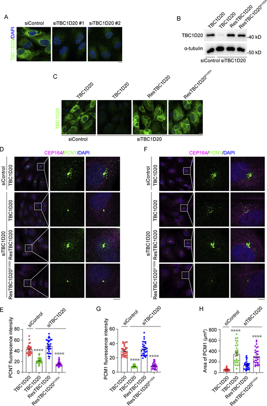 Figure S1. Refer to the image caption for details.