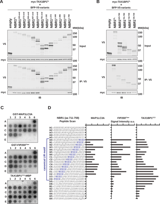 A short unstructured region in NBR1 mediates interactions with MAP1LC3A, FIP200, and TAX1BP1. (A and B) HEK293T cells were co-transfected with full-length (FL) myc-TAX1BP1 and indicated BFP-V5-NBR1 truncations. Extracts derived from transfected cells were immunoprecipitated (IP) with protein G dynabeads conjugated with anti-V5 antibody. Input and eluates were resolved by SDS-PAGE followed by immunoblotting (IB) with the indicated antibodies. (C) A sliding frame peptide array spanning NBR1711–759 was probed with 100 nM GST-MAP1LC3A, GST-FIP200Claw (residues 1490–1594), or TAX1BP1CC2-MBP (residues 346–506). Antibody-HRP conjugates were used to visualize binding to the arrays. Each spot represents a one residue register shift. (D) Quantification of HRP-derived intensities from C. Peptide sequences and corresponding positions in C are indicated (A1–E6). The canonical NBR1 LIR motif is indicated in blue. a.u., arbitrary units. Source data are available for this figure: SourceData F1. Refer to the image caption for details.
