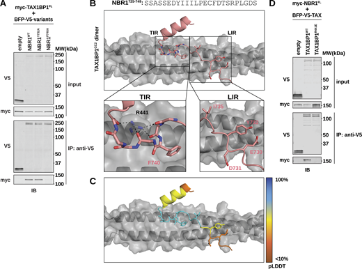 Structural modeling reveals a unique interface between TAX1BP1 and NBR1. (A) HEK293T cells were co-transfected with full-length (FL) myc-TAX1BP1 and indicated BFP-V5-NBR1FL variants. Extracts derived from transfected cells were immunoprecipitated (IP) with protein G dynabeads conjugated with anti-V5 antibody. Input and eluates were resolved by SDS-PAGE followed by immunoblotting (IB) with the indicated antibodies. (B) Predictive structural model of NBR1725–749 with a dimer TAX1BP1CC2. The model was generated using AlphaFold AF2-multimer with MMseqs2 through Google Colab. The TIR inset highlights the hydrophobic binding pocket occupied by NBR1F740 and the backbone interactions mediated by TAX1BP1R441. The LIR inset highlights the lack of meaningful interactions between NBR1LIR and TAX1BP1CC2. (C) Predicted IDDT per position (pLDDT) for NBR1725–749 as an estimation of model confidence. Blue is high confidence, orange is low confidence. (D) HEK293T cells were co-transfected with full-length (FL) myc-NBR1 and indicated BFP-V5-TAX1BP1 variants. Extracts derived from transfected cells were immunoprecipitated (IP) with protein G dynabeads conjugated with anti-V5 antibody. Input and eluates were resolved by SDS-PAGE followed by immunoblotting (IB) with the indicated antibodies. Source data are available for this figure: SourceData F5. Refer to the image caption for details.