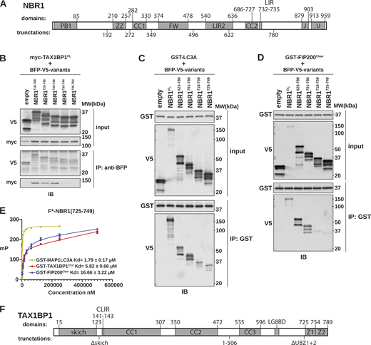 NBR1 binds LC3A, FIP200Claw, and TAX1BP1CC2through a shared unstructured region. (A) Schematic of NBR1 domain architecture. Domain boundaries are listed above the schematic. Truncation boundaries are listed below the schematic. (B) HEK293T cells were co-transfected with full-length (FL) myc-TAX1BP1 and the indicated BFP-V5-NBR1 truncations. Extracts derived from transfected cells were immunoprecipitated (IP) with protein G dynabeads conjugated with anti-BFP antibody. Input and eluates were resolved by SDS-PAGE followed by immunoblotting (IB) with the indicated antibodies. (C and D) HEK293T cells were transfected with indicated BFP-V5-NBR1 truncations. Extracts derived from transfected cells were incubated with GST-resin pre-bound with purified GST-MAP1LC3A or GST-FIP200Claw. Input and eluates were resolved by SDS-PAGE followed by immunoblotting (IB) with the indicated antibodies. (E) Purified GST-MAP1LC3A, GST-FIP200Claw, or GST-TAX1BP1CC2 were serially diluted and incubated with 50 nM FITC-labeled NBR1725–749. Fluorescence anisotropy was measured by plate reader and analyzed using a nonlinear fit to determine KD. (F) Schematic of TAX1BP1 architecture. Domain boundaries are listed above the schematic. Truncation boundaries are listed below the schematic. Source data are available for this figure: SourceData FS1. Refer to the image caption for details.