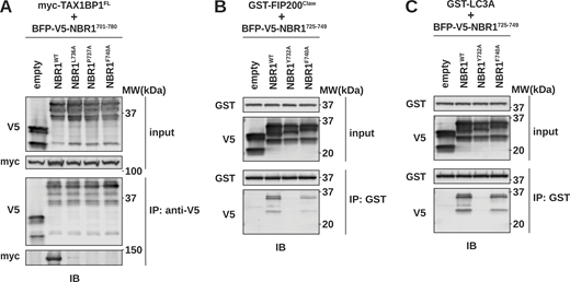 Selective mutations disrupt NBR1 interaction with LC3 or TAX1BP1CC2. (A) HEK293T cells were co-transfected with full-length (FL) myc-TAX1BP1 and indicated BFP-V5-NBR1 variants. Extracts derived from transfected cells were immunoprecipitated (IP) with protein G dynabeads conjugated with anti-V5 antibody. Input and eluates were resolved by SDS-PAGE followed by immunoblotting (IB) with the indicated antibodies. (B and C) HEK293T cells were transfected with indicated BFP-V5-NBR1 variants. Extracts derived from transfected cells were incubated with GST-resin prebound with purified GST-FIP200Claw (B) or GST-MAP1LC3A (C). Input and eluates were resolved by SDS-PAGE followed by immunoblotting (IB) with the indicated antibodies. Source data are available for this figure: SourceData FS4. Refer to the image caption for details.