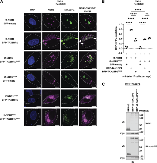 NBR1 F740A and TAX1BP1 R441E are sufficient to disrupt in vivo correlation. (A) Representative confocal micrographs of Hela PentaKO cells co-transduced with tf-NBR1 or tf-NBR1F740A and BFP-TAX1BP1 or BFP-TAX1BP1R441E. Scale bar: 10 µm. (B) Quantification of A. Data represent median of three independently generated cell lines. Pearson’s correlation coefficient between RFP and BFP (reflective of NBR1 and TAX1BP1 co-localization) was calculated using Cell Profiler. Scatter plots represent median ± SD. Each data point represents a single replicate. Statistical analysis was performed using ordinary one-way ANOVA with Tukey’s multiple comparisons correction. n ≥ 17 cells per replicate; ****, P < 0.0001, ns, not significant. (C) HEK293T cells were co-transfected with full-length (FL) myc-TAX1BP1 and indicated BFP-V5-TAX1BP1 variants. Extracts derived from transfected cells were immunoprecipitated (IP) with protein G dynabeads conjugated with anti-V5 antibody. Input and eluates were resolved by SDS-PAGE followed by immunoblotting (IB) with the indicated antibodies. Source data are available for this figure: SourceData FS6. Refer to the image caption for details.