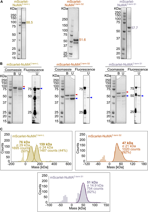 Purified mScarlet-labeled NuMA C-terminal truncations. (A) Coomassie Blue-stained SDS-PAGE of the purified NuMA C-terminal truncations. The expected molecular weight (kDa) of each NuMA construct is indicated; double bands are due to the mScarlet tag. (B) Comparison of Coomassie Blue staining and mScarlet fluorescent signal for samples described in A, unboiled (U), or boiled (B) in SDS sample buffer. When the protein is not boiled, it is mostly present in a state of lower apparent molecular weight (blue arrowhead), which corresponds to an mScarlet conformation preserving its fluorescence. On the contrary, upon boiling, the most abundant band is the one with higher apparent molecular weight (red arrowhead), which corresponds to a denatured mScarlet that does not fluoresce. A minor portion of protein is resistant to denaturation, which explains the double band pattern of all mScarlet-tagged NuMA proteins. (C) Analysis of the oligomeric state of mScarlet-tagged NuMA C-terminal constructs by mass photometry. Profiles indicate the calculated molecular weight, with the associated standard deviation (σ), of the most abundant species present in each sample. The symmetric parts of the histograms around 0 kDa represent the background signal of the buffer. In the case of NuMAC-term L, the two peaks of almost equal height represent a mixed population of monomers and dimers. Source data are available for this figure: SourceData FS3.