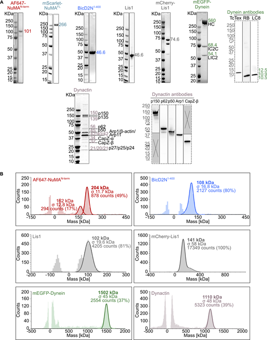 Purified proteins used in dynein motility assays. (A) Coomassie Blue-stained SDS-PAGE of the purified proteins. The expected molecular weight (kDa) of each purified protein is indicated. For dynein and dynactin complexes, the size and name of each subunit are specified. Western blots (dashed frames) were performed to detect the smallest dynein subunits (not visible on SDS-PAGE) and verify the identity of some dynactin SDS-PAGE bands. (B) Analysis of the oligomeric state of each purified protein by mass photometry. The molecular weight, with the associated standard deviation (σ), of the most abundant species present in each sample is indicated in the mass histograms. The symmetric parts of the histograms around mass 0 kDa represent the background signal of the buffer. For AF647-NuMAN-term, the 162 kDa peak may represent the oligomerized state of a minor contaminant of 80–85 kDa. Source data are available for this figure: SourceData FS1. Refer to the image caption for details.