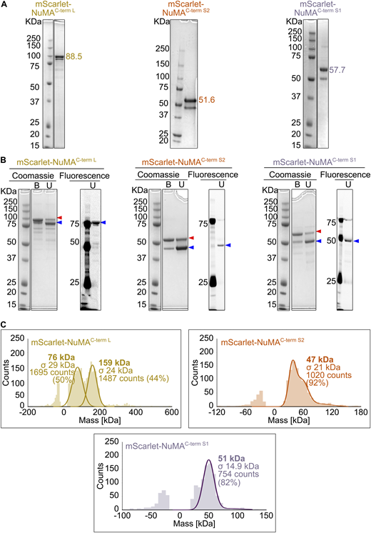 Purified mScarlet-labeled NuMA C-terminal truncations. (A) Coomassie Blue-stained SDS-PAGE of the purified NuMA C-terminal truncations. The expected molecular weight (kDa) of each NuMA construct is indicated; double bands are due to the mScarlet tag. (B) Comparison of Coomassie Blue staining and mScarlet fluorescent signal for samples described in A, unboiled (U), or boiled (B) in SDS sample buffer. When the protein is not boiled, it is mostly present in a state of lower apparent molecular weight (blue arrowhead), which corresponds to an mScarlet conformation preserving its fluorescence. On the contrary, upon boiling, the most abundant band is the one with higher apparent molecular weight (red arrowhead), which corresponds to a denatured mScarlet that does not fluoresce. A minor portion of protein is resistant to denaturation, which explains the double band pattern of all mScarlet-tagged NuMA proteins. (C) Analysis of the oligomeric state of mScarlet-tagged NuMA C-terminal constructs by mass photometry. Profiles indicate the calculated molecular weight, with the associated standard deviation (σ), of the most abundant species present in each sample. The symmetric parts of the histograms around 0 kDa represent the background signal of the buffer. In the case of NuMAC-term L, the two peaks of almost equal height represent a mixed population of monomers and dimers. Source data are available for this figure: SourceData FS3.