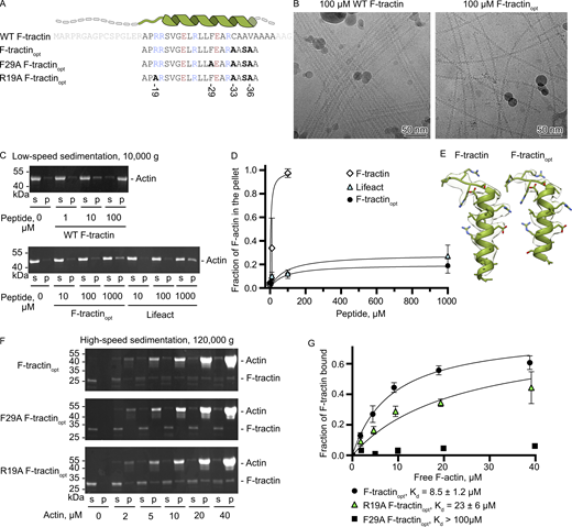 Point mutations and deletions in F-tractin alter its interaction with F-actin. (A) Amino acid sequence of F-tractin variants. Amino acids colored in light grey were not observed in the cryo-EM reconstruction. Amino acids colored in blue and red correspond to positively and negatively charged residues, respectively. (B) Cryo-EM micrographs of F-actin mixed with 100 µM of WT F-tractin or F-tractinopt. (C) Actin bundling assay using low-speed centrifugation of F-actin in the presence of WT F-tractin, F-tractinopt, or Lifeact. Representative SDS-PAGE from three independent experiments are shown. (D) The level of actin bundling was quantified by densitometry and plotted against peptide concentrations. (E) Structures of WT F-tractin and F-tractinopt fitted into their cryo-EM densities. (F) Cosedimentation of F-actin and 2 μM of F-tractin-mCherry with supernatant (s), and pellet (p) fractions analyzed by SDS-PAGE. The upper band corresponds to actin and the lower band corresponds to F-tractinopt–mCherry. Representative stain-free gels are shown. (G) The fractions of F-tractinopt–mCherry that cosedimented with F-actin were quantified by densitometry and plotted against actin concentrations. Error bars in D and G correspond to standard deviations of three independent experiments. Source data are available for this figure: SourceData F2. Refer to the image caption for details.