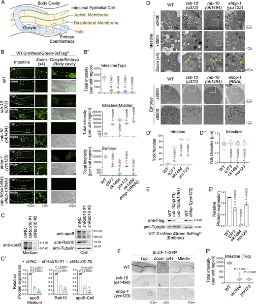 RAB-10 and EHBP-1 participate in basolateral exocytosis in C. elegans intestinal epithelia. (A) A diagram of C. elegans intestine, showing the secretion pathway of yolk. (B and B′) Confocal images showing the distribution of VIT-2-mNeonGreen-3xFlagKI in the C. elegans intestine, oocytes, and embryos. “Top” shows the basal membrane, while “Middle” shows the apical membrane, cytosol, and lumen of the intestinal cells. White dashed lines indicate the outlines of the intestine, oocytes, or embryos. Data are shown as box-and-whisker plots with 10th–90th percentile (n = 24 cells from eight animals of each genotype; dots, outliers; boundaries, quartiles; one-way ANOVA test with Dunn’s multiple comparison). (C and C′) Western blot analysis of apoB protein levels in HepG2 cells. Band intensity was measured using the “Plot Lanes” function in ImageJ from three independent experiments. Error bars represent 95% CIs (one-way ANOVA test with Dunn’s multiple comparison). (D–D″) Transmission electron microscope (TEM) images of intestines and one-cell or two-cell embryos. The yellow arrowhead indicates a yolk granule (mv: microvilli; L: lysosome; M: mitochondria; ER: endoplasmic reticulum; LD: lipid droplet). Quantification of yolk number and diameter in C. elegans intestine, data are shown as box-and-whisker plots with 10th–90th percentile (n = 6 animals; dots, outliers; boundaries, quartiles; one-way ANOVA test with Dunn’s multiple comparison). (E and E′) Western blot analysis of VIT-2 protein levels in C. elegans early embryos using an anti-Flag antibody. The band intensity was measured using the “Plot Lanes” function in ImageJ from three independent experiments. The error bars represent 95% CIs (one-way ANOVA test with Dunn’s multiple comparison). (F and F′) Confocal images showing the subcellular localization of SLCF-1-GFP. Statistical analysis was conducted as in B. Source data are available for this figure: SourceData F1. Refer to the image caption for details.