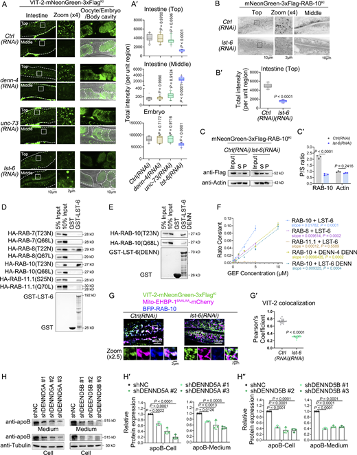 LST-6/DENND5 acts as a GEF for RAB-10. (A and A′) Confocal images showing the distribution of VIT-2-mNeonGreen-3xFlagKI in the C. elegans intestine, oocytes, and embryos in different gene knockdown backgrounds. (B and B′) Confocal images showing the subcellular localization of mNeonGreen-3xFlag-RAB-10KI. The statistical data are shown as box-and-whisker plots with 10th–90th percentile (n = 24 cells from eight animals of each genotype; dots, outliers; boundaries, quartiles; one-way ANOVA test with Dunn’s multiple comparison in A′; two-tailed Mann-Whitney test in B′). (C and C′) Western blot analysis of the membrane-to-cytosol ratio of RAB-10 in control or lst-6(RNAi) animals. Band intensity was quantified by using the “Plot Lanes” function in Image J; error bars are 95% CIs (two-tailed Student’s t test) (n = 3 independent experiments). S: supernatant; P: pellet. (D and E) Western blotting showing GST pull-down detected protein interactions. (F) The rate constant of GTP exchange was analyzed using nonlinear regression (Exponential-One phase decay, Y0 = 100, Plateau = 50). A scatter diagram with protein concentration as the x-axis and GEF rate constant as the y-axis was generated and analyzed using linear regression. The slope and the slope significantly non-zero P value were shown. (G and G′) Confocal images showing colocalization between VIT-2-mNeonGreen-3xFlagKI and mitochondria. The statistical analysis of colocalization was calculated as Pearson’s correlation coefficient and shown as mean ± SD (n = 18 cells from six animals of each genotype; two-tailed Mann–Whitney test). (H–H″) Western blot analysis of apoB protein levels in Huh7 cells. Band intensity was measured using the “Plot Lanes” function in ImageJ from three independent experiments. Error bars represent 95% CIs (one-way ANOVA test with Dunn’s multiple comparison). Source data are available for this figure: SourceData F7. Refer to the image caption for details.