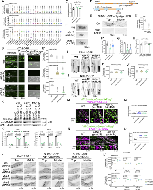 RAB-10 and EHBP-1 are not involved in apical exocytosis. (A) Statistical analysis data of Fig. S1 is shown as box-and-whisker plots with 10th–90th percentile (n = 24 cells from eight animals of each genotype; dots, outliers; boundaries, quartiles; one-way ANOVA test with Dunn’s multiple comparison). (B and B′) Confocal images showing the distribution of VIT-2-GFP in the C. elegans intestine, oocytes, and embryos in different gene knockdown backgrounds. Statistical data is shown as box-and-whisker plots with 10th–90th percentile (n = 24 cells from eight animals of each genotype; dots, outliers; boundaries, quartiles; one-way ANOVA test with Dunn’s multiple comparison). (C) mRNA level of apoB in different genetic backgrounds in HepG2 cells. Error bars represent 95% CIs (one-way ANOVA test with Dunn’s multiple comparison). (D) Genomic structure of C. elegans ehbp-1 and CRISPR-Cas9 targeting site of ycx123. (E and E′) Confocal images showing EHBP-1-GFP-labeled structures. The statistical data are shown as box-and-whisker plots with the 10th–90th percentile (n = 24 cells from eight animals of each genotype; dots, outliers; boundaries, quartiles; two-tailed Mann-Whitney test). (F and F′) The growth speed of offspring from 1-day-old mothers was measured by their body length at 42 h after hatching. The error bars represent 95% CIs (n = 50 animals; one-way ANOVA test with Dunn’s multiple comparison). (G) The percentage of animals achieving normal development after starvation of L1 larvae. Data were acquired from three independent experiments using 300 animals for each genetic background. Error bars represent 95% CIs (n = 50 animals; one-way ANOVA test with Dunn’s multiple comparison). (H) mRNA level of slcf-1 in different gene knockdown backgrounds in C. elegans. Error bars represent 95% CIs (one-way ANOVA test with Dunn’s multiple comparison). (I and I′) Confocal images showing the subcellular localization of ERM-1-GFP. (J and J′) Confocal images showing the subcellular localization of NHX-2-GFP. Statistical data are shown as box-and-whisker plots with 10th–90th percentile (n = 24 cells from eight animals of each genotype; dots, outliers; boundaries, quartiles; one-way ANOVA test with Dunn’s multiple comparison). (K and K′) Western blot analysis of apoB protein levels in Huh7 cells. Band intensity was measured using the “Plot Lanes” function in ImageJ from three independent experiments. Error bars represent 95% CIs (one-way ANOVA test with Dunn’s multiple comparison). (L and L′) Confocal images showing the subcellular localization of SLCF-1-GFP. Statistical data is shown as box-and-whisker plots with 10th–90th percentile (n = 24 cells from eight animals of each genotype; dots, outliers; boundaries, quartiles; two-way ANOVA with Bonferroni post-test). (M–N′) Confocal images showing the colocalization between VIT-2-mNeonGreen-3xFlagKI and LAAT-1-mCherry or mCherry-GOLG-4. The statistical analysis of colocalization was calculated as the Pearson’s correlation coefficient and is shown as the mean ± SD (n = 18 cells from six animals of each genotype; one-way ANOVA test with Dunn’s multiple comparison). Source data are available for this figure: SourceData FS2. Refer to the image caption for details.
