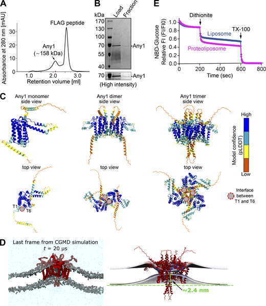 Access of liposome enclosed 2-NBDG to dithionite. (A) Size exclusion chromatography (SEC) of affinity-purified Any1. Purification was done as described in Materials and methods. (B) Purified Any1. Proteins were from affinity purification (eluate, left) and SEC (right). (C) Best structural models for the monomer, dimer, and trimer of ScAny1 predicted with AlphaFold2. The models are colored by their Predicted local-distance difference test (pLDDT) confidence score. (D) Membrane curvature induced by the trimeric structure of ScAny1. Right, representative screenshot of the last frame from one of the replicas for ScAny1 simulations. The protein is shown as a red surface, the phosphate beads are shown as gray spheres, and the NaCl solution is shown as a cyan shadow with the ions as dots. Left, membrane curvature analysis was performed with the g_lomepro tool. An estimated elevation in the lower membrane leaflet of ∼2.5 nm was obtained. (E) 2-NBDG protection assay. The fluorescence of 2-NBDG captured in liposomes or proteoliposomes (protein: phospholipid ratio = 1:1,500) was measured over time, and the permeability of the membrane was assessed by the addition of 30 mM sodium dithionite, followed by the addition of 0.1% of Triton X-100. Source data are available for this figure: SourceData FS2.