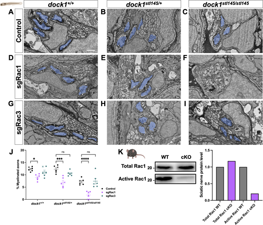 Targeted genetic approaches reveal an interaction between Dock1 and Rac1 in the developing PNS. (A–I) TEM micrographs of cross-sections of the PLLn, showing myelinated axons pseudocolored in blue, in control (Cas9 only), sgRac1+Cas9, and sgRac3+Cas9 in WT dock1+/+, HET dock1stl145/+, and homozygous dock1stl145/stl145 MUT zebrafish. (J) Quantification of myelinated axons in the PLLn. n = 6 fish per genotype and experimental condition. (K) Western blot showing sciatic nerve active and total Rac1 protein levels from control and Dock1 cKO animals, along with quantification of protein levels. Representative blot consisting of 12 nerves from 6 animals per genotype. Here, and in all figures, the X symbol in the graph denotes a data point corresponding to the representative image shown. (A–I) Scale bar = 100 µm. (J) Two-way ANOVA with Sidak’s multiple comparisons test. ***P < 0.001; *P < 0.05; ****P < 0.0001; ns, not significant. Source data are available for this figure: SourceData F7. Refer to the image caption for details.