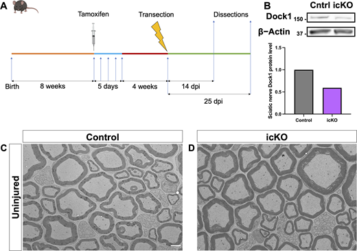 An inducible SC-specific Dock1 MUT mouse to study SC repair. (A) Schematic representation showing the experimental timeline for sciatic nerve injury studies using the icKO mice. (B) Western blot showing sciatic nerve Dock1 and β-actin protein levels from control and Dock1 icKO animals and quantification of normalized protein levels. (C and D) TEM micrographs of sciatic nerves from control-injected and tamoxifen-injected PlpCre+;Dock1fl/fl mice before injury. (C and D) Scale bar = 2 µm. Source data are available for this figure: SourceData FS4. Refer to the image caption for details.