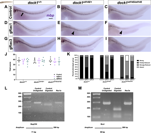 WISH reveals an interaction between Dock1 and Rac1 in the developing zebrafish PNS. (A–I) Lateral views of larvae showing mbp expression by WISH in control, sgRac1+Cas9, and sgRac3+Cas9 in WT dock1+/+, HET dock1stl145/+, and homozygous dock1stl145/stl145 MUT zebrafish. (A) The arrow points to strong mbp expression in the PLLn. (E and F) Arrowheads highlight decreased mbp expression in the PLLn. (J) Quantification of TEM of total axons in the PLLn. n = 6 fish per genotype and experimental condition. (K) The quantification of WISH was assessed by examining mbp expression along the entire PLLn in 4 dpf control, sgRac1+Cas9, and sgRac3+Cas9 in WT dock1+/+, HET dock1stl145/+, and homozygous dock1stl145/stl145 MUT zebrafish, compared between phenotypic scores and genotypes. (L and M) Gels and schematics of the PCR and restriction digest validation of sgRac1 and sgRac3, respectively. Here, and in all figures, the X symbol in the graph denotes a data point corresponding to the representative image shown. (A–I) Scale bar = 100 µm. Source data are available for this figure: SourceData FS5. Refer to the image caption for details.