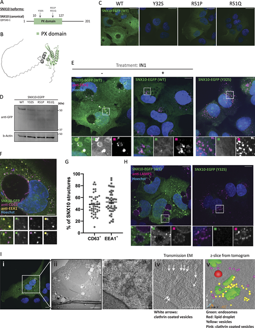 SNX10 localizes to early and late endocytic compartments. (A) Graphical view of the SNX10 isoforms annotated in UniProt. The PX domain is represented in green, and the numbers indicate the number of amino acids. The arrows indicate the position of the natural variants (SNPs) linked to ARO (Y32S, R51P, and R51Q). (B) The figure displays the predicted protein structure of SNX10 generated using AlphaFold, showcasing its three-dimensional conformation. (C) Confocal imaging of U2OS cell lines stably expressing doxycycline-inducible SNX10-EGFP WT or the indicated ARO-linked mutants. Nuclei were stained with Hoechst. Scale bar: 20 µm. (D) Representative immunoblot showing the expression levels of SNX10-EGFP and the indicated ARO mutants. The membrane was blotted using an anti-GFP antibody and using actin as a loading control. (E) Representative immunofluorescence images of U2OS cells stably expressing SNX10-EGFP WT or the Y32S mutant (green) immunostained with anti-EEA1 (magenta) after treating cells with 5 µM VPS34-IN1 for 2 h. Nuclei were stained with Hoechst. Scale bar: 10 µm. Insets: 9.35 × 9.35 µm. (F) Representative image of U2OS cells stably expressing SNX10-EGFP and immunostained with anti-CD63 (magenta) and anti-EEA1 (yellow) antibodies. Images were taken with a Nikon CREST X-Light V3 spinning disk microscope using a 60× oil objective (NA 1.42). Scale bar: 10 µm. Insets: 5.12 × 5.12 µm. (G) Quantification of F represented as the percentage of SNX10 structures that are either CD63- or EEA1-positive. Data are mean ± SEM with individual data points corresponding to a single field of view (n > 300 cells, four experiments). The significance was assessed by unpaired t test. Data distribution was assumed to be normal, but this was not formally tested. (H) Representative immunofluorescence images of U2OS cells stably expressing SNX10-EGFP WT or the Y32S mutant (green) immunostained with anti-LAMP1. Scale bar: 10 µm. Insets: 10.43 × 10.43 µm. (I) U2OS SNX10-EGFP cells fixed for CLEM analysis. The area analyzed and shown in (ii) is indicated with a square in the confocal image (i). (iii) Shows the transmission EM and (iv) the z-slide from the tomogram from the white dotted area shown in (ii). The white arrows indicate clathrin-coated vesicles. (v) Green: endosomes; red: lipid droplets; yellow: vesicles; and pink: clathrin-coated vesicles. Scale bars: 10 μm (i and ii), 1 μm (iii and iv). SNPs; single nucleotide polymorphisms. Source data are available for this figure: SourceData F1. Refer to the image caption for details.