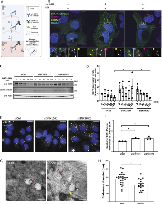 SNX10 regulates endocytic trafficking. (A) Graphical description of the plasma membrane EGFR staining. Live cells are put on ice and (1) incubated for 20 min with the primary anti-EGFR antibody, then washed and (2) incubated with a secondary antibody for 20 min, followed by (3) incubation with EGF for 15 or 50 min at 37°C before fixation and imaging. (B) U2OS SNX10-EGFP cells were incubated with anti-EGFR antibody as described in A, then stimulated with EGF and fixed. Cells were stained with an anti-EFG antibody after fixation. Scale bar: 10 µm. Insets: 7.24 × 7.24 µm. (C) After 72 h of siRNA transfection with siCtrl (control) or two different siSNX10 oligoes (siSNX10#1 and siSNX10#2), U2OS cells were serum starved for 2 h and then incubated with 50 ng/ml EGF + 10 µg/ml cycloheximide (CHX) for the indicated times. The cells were lysed, followed by western blotting for the indicated proteins. (D) Quantification of EGFR protein levels normalized to actin in n = 3 independent experiments ± SEM. Significance was determined by two-way ANOVA followed by Tukey’s multiple comparisons test. Normality was assumed but not formally tested. (E) Cells were transfected with siCtrl, siSNX10#1 or siSNX10#2 prior to fixation and staining for endogenous EEA1. Images were taken with Zeiss Axio Observer widefield microscope (Zen Blue 2.3; Zeiss), and a 20× objective was used. Scale bar: 10 µm. (F) Quantification of the data shown in E was performed using CellProfiler software. The values were obtained from analyzing >1,000 cells per condition, and they were normalized to control siRNA (siCtrl). The graphs display the mean values ± SEM from n = 3 independent experiments. The significance was assessed by ordinary one-way ANOVA followed by Bonferroni’s post hoc test. Data distribution was assumed to be normal but was not formally tested. (G) Representative EM images of endosomes in U2OS cells (control and siSNX10 #1). Pink arrows: Protein A conjugated with 10 nm gold (PAG10)-labeling EGFR that has been taken up into endosomes. Yellow arrows: endosome not containing internalized PAG10-labeled EGFR. Scale bar: 0.5 µm. (H) Measurements of EGFR-containing endosome diameter in control versus siSNX10-treated cells from one experiment. The graph shows the endosomal diameter (nm) of a total 24 PAG10-labeled EGFR endosomes in siCtrl cells and 15 PAG10-labeled EGFR endosomes in siSNX10 cells. The graph displays the mean values ± SEM. Significance was determined by unpaired t test with Welch’s correction in all graphs, and data distribution was assumed to be normal but was not formally tested. * = P < 0.05 and ** = P < 0.01, nonsignificant differences are not depicted. Source data are available for this figure: SourceData F2.