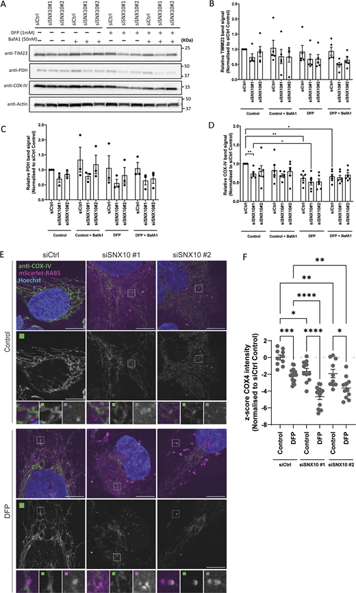 SNX10 is a negative modulator of COX-IV turnover. (A) U2OS cells were reverse transfected with the indicated siRNA (20 nM) for 72 h, then treated or not with DFP (1 µM) for 24 h and with BafA1 (50 nM) the last 16 h, followed by western blotting for the indicated proteins. (B–D) Quantification of the data in A from n = 5, 3, and 6 independent experiments. Bars show mean values of the protein levels normalized to actin relative to control conditions (siCtrl control) ± SEM. Significance is assessed by two-way ANOVA followed by Tukey’s post hoc test. Data distribution was assumed to be normal. (E) U2OS cells with stable expression of mScarlet-RAB5 were reverse transfected with the indicated siRNA (20 nM) for 72 h, then treated or not with DFP for 24 h. The cells were fixed and stained with anti–COX-IV antibody before image acquisition. Scale bar: 10 µm. Insets: 3.69 × 3.69 µm. (F) Quantification of COX-IV intensity from E represented as z-score from two independent experiments (>250 cells per experiment). The statistical significance between the control and the other conditions was calculated with ordinary one-way ANOVA followed by Tukey’s multiple comparison test. Data distribution was assumed to be normal but was not formally tested. * = P < 0.05, ** = P < 0.01, *** = P < 0.001, and **** = P < 0.0001; nonsignificant differences are not depicted. BafA1; bafilomycin A1. Source data are available for this figure: SourceData F6. Refer to the image caption for details.