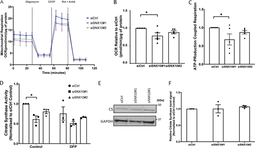 SNX10 is important for mitochondrial bioenergetics. (A) Mitochondrial oxygen consumption rate (OCR) was assessed in control and SNX10 knocked down cells using the Seahorse XFe24 Analyzer. OCR was measured following sequential addition of oligomycin, carbonyl cyanide m-chlorophenyl hydrazone (CCCP), and rotenone/antimycin A (Rot/AntiA). (B) The four basal OCR measurements per well were averaged to determine the basal OCR value, and non-mitochondrial respiration was subtracted to ascertain the basal respiration associated with each condition. (C) ATP production was calculated by subtracting the proton leak from the maximal respiratory capacity. Error bars represent the mean ± SEM from n = 5. Statistical significance was determined using one-way ANOVA followed by Dunnett’s multiple comparison test. Data distribution was assumed to be normal but was not formally tested. (D) CS activity was determined by spectrophotometry from lysates of U2OS cells transfected with siRNA for 72 h, in the presence or absence of DFP for the last 24 h. The graph displays mean values normalized to siCtrl. Significance was determined from n = 3 independent experiments by two-way ANOVA followed by Tukey’s multiple comparison test. Data distribution was assumed to be normal but was not formally tested. (E and F) Expression levels of CS were measured in control (siCtrl) and SNX10 knockdowns (siSXN10#1 and siSXN10#2) across three independent experiments. Band densities of CS were normalized to the housekeeping gene GAPDH. Data are presented as mean ± SEM. Statistical analysis was performed using one-way ANOVA followed by Dunnett’s post hoc test to compare each knockdown group to the control group. Data distribution was assumed to be normal but was not formally tested. * = P < 0.05, ** = P < 0.01, *** = P < 0.001, and **** = P < 0.0001; nonsignificant differences are not depicted. Source data are available for this figure: SourceData F8.