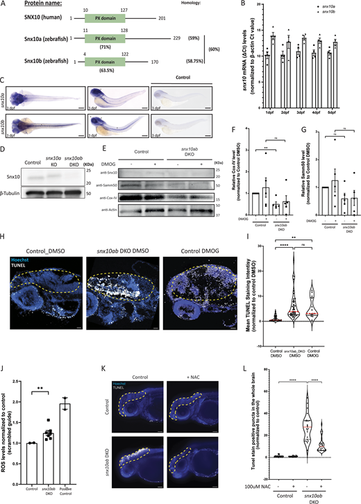 SNX10 regulates mitochondrial homeostasis and cell death in vivo. (A) Schematic diagram of human SNX10, zebrafish Snx10a, and Snx10b proteins. The percentage identity of the orthologues amongst each other and to the human counterpart is indicated. Also, the percentage identity of the zebrafish PX domains in comparison with the PX domain of human SNX10 is shown. (B) Temporal expression pattern of snx10a and snx10b. The graph shows the fold change in transcript levels relative to β-actin in whole zebrafish embryos from 1 to 5 dpf. Error bars indicate mean ± SEM. Data are collected from three individual experiments using 30 larvae for each experiment. (C) Dorsal and lateral view of the spatial expression pattern of snx10a and snx10b at 3 dpf as demonstrated by WM-ISH using an internal probe. Scale bars: 200 μm. Images are representative from three experiments. (D) Representative immunoblots of Snx10 and β-tubulin on whole embryo lysates from control (scrambled guide), single snx10a KO, and snx10ab DKO animals. β-tubulin served as a loading control. (E) Representative immunoblots of Snx10, Samm50, Cox-IV, and actin on whole embryo lysates from control (scrambled guide) and snx10ab DKO treated with 100 µM DMOG or DMSO control for 24 h at 2 dpf. (F) Quantification of the Cox-IV signal intensity from blots in E normalized to control DMSO signal intensity from n = 4 experiments. Error bars indicate mean ± SEM, unpaired Student’s t test was performed to assess significance. (G) Quantification of the Samm50 signal intensity from blots in E normalized to control DMSO signal intensity from n = 4 experiments. Error bars indicate mean ± SEM, unpaired Student’s t test was performed to assess significance. Data distribution was assumed to be normal but was not formally tested. (H) Representative images of TUNEL assay on control (scrambled sgRNA) and snx10ab DKO larvae treated with 100 µM DMOG or DMSO control for 24 h at 3 dpf. Orientation lateral. Scale bar: 500 μm. (I) Quantification of the mean fluorescent intensity from demarcated brain regions of images in H. A total of 45 control larvae (scrambled sgRNA) and 41 snx10ab DKO larvae were used for quantification, respectively. Values were normalized to control DMSO values. Control larvae were treated with DMOG as a comparison to snx10ab DKO larvae. n = 2 independent experiments. Plots demonstrate data distribution and median value (red line). Significance was determined by two-way ANOVA followed by Tukey’s post hoc test to compare all groups. Data distribution was assumed to be normal but was not formally tested. (J) Quantification of ROS levels obtained via FACS analysis of control (scrambled sgRNA), snx10ab DKO, and positive control larvae at 3 dpf incubated with MitoSOX. The values were presented as relative values after normalizing to control. Error bars indicate mean ± SEM. Quantification was from at least two independent experiments. Data distribution was assumed to be normal but was not formally tested. (K) Representative whole mount images shown as maximum intensity projection from z-stack of TUNEL assay performed on control (scrambled sgRNA) and snx10ab DKO larvae treated with or without 100 µM NAC at 3 dpf. Orientation lateral. Scale bar: 500 µm. (L) Quantification of the number of white puncta (dots) from the demarcated whole brain region shown in K. A total of >20 control larvae (scrambled gRNA) and >20 snx10ab DKO larvae treated or not with 100 µM NAC were used for quantification. Values were normalized to control values. Data are collected from three individual experiments. Plots show data distribution and median value (red line). Significance was determined by one-way Brown–Forsythe and Welch’s ANOVA tests to compare all groups. Data distribution was assumed to be normal but was not formally tested. * = P < 0.05, ** = P < 0.01, *** = P < 0.001, and **** = P < 0.0001; nonsignificant differences are not depicted. NAC; N-acetyl cysteine. Source data are available for this figure: SourceData F9. Refer to the image caption for details.