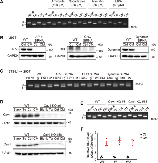 Figure 6. Refer to the image caption for details.