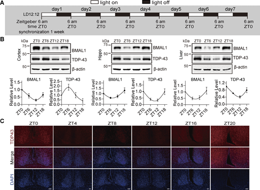 Figure 1. Refer to the image caption for details.