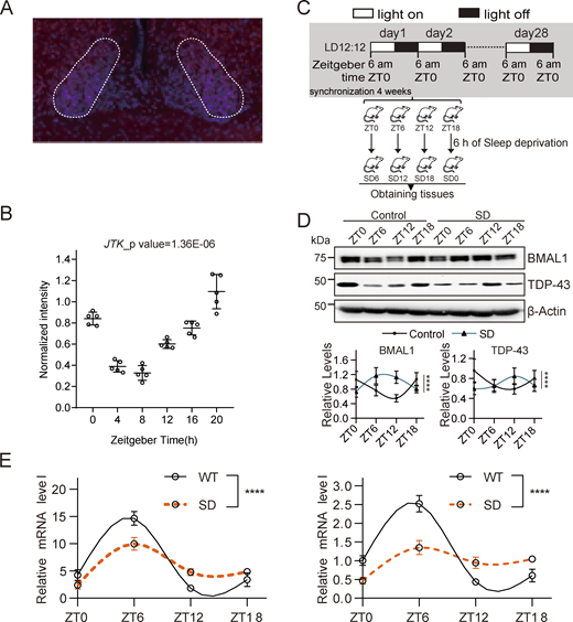 Figure S1. Refer to the image caption for details.
