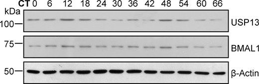 Figure S3. Refer to the image caption for details.
