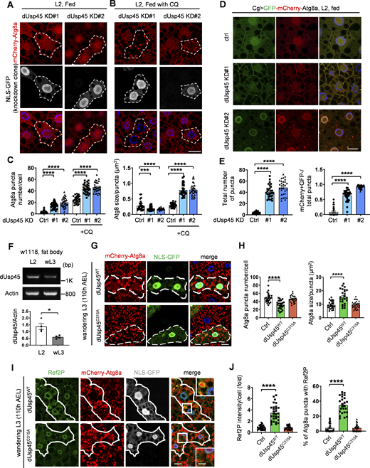 dUsp45 depletion enhances autophagosome formation and autophagic flux. (A and B) The clonal knockdown of dUsp45 (GFP positive) in the larval fat bodies using the flp-out system resulted in an elevated presence of mCherry-Atg8a puncta, compared with controls (GFP negative). Secondary instar larvae (L2) were incubated in normal food (A) or with chloroquine (CQ, 10 mg/ml) for 6 h (B). Knockdown clones are indicated by the dashed line. Scale bar: 20 μm. (C) Quantification results of the number and size of Atg8a puncta were depicted for conditions (A and B). Data are shown as mean ± SEM, n = 3, ≥ 30 cells. (D) Confocal microscopy analysis of autophagic flux, as determined by the expression of GFP-mCherry-Atg8a with the fat body-specific Cg-Gal4 driver, in control (Ctrl) and dUsp45 knockdown larvae. Scale bar, 20 μm. (E) Quantification of total Atg8a puncta and ratio of autolysosomes (GFP− mCherry+) to total Atg8a puncta per cell in D; data are shown as mean ± SEM, n = 3, ≥ 30 cells. (F) RT-PCR analysis of dUsp45 mRNA levels in the fat body of second instar (L2) larvae and wandering third-instar (wL3) larvae. Quantification results indicated dUsp45 expression levels normalized to Actin. (G) The clonal expression of dUsp45-WT (GFP positive), but not catalytic mutant dUsp45-C315A (GFP positive), in the wL3 larval fat bodies using the flp-out system resulted in an enlarged size of Atg8a puncta, compared with controls (GFP negative). The clones were indicated by the dashed line. Scale bar: 20 μm. (H) Quantification of the number and size of Atg8a puncta per cell in G; data shown as mean ± SEM, n = 3, ≥ 25 cells. (I) The clonal expression of dUsp45-WT, but not catalytic mutant dUsp45-C315A, in the wL3 larval fat bodies resulted in increased Ref2P signal, compared with controls. The clones were indicated by white lines. Scale bar: 20 μm (original) and 10 μm (zoom-in). (J) Quantification of Ref2P intensity per cell and percentage of the Atg8a puncta colocalized with Ref2P dots. Data are shown as mean ± SEM, n = 3, ≥ 25 cells. Significance was determined using one-way ANOVA and Dunnett’s multiple comparisons test (C, E, H, and J), and Student’s t test (F); *P < 0.05; **P < 0.01; ****P < 0.0001. Source data are available for this figure: SourceData F1. Refer to the image caption for details.