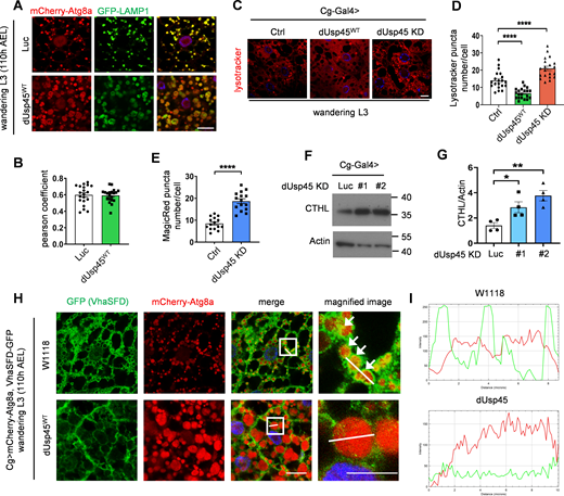 dUsp45 overexpression impairs lysosomal acidification and V-ATPase lysosomal localization. (A) Confocal microscopy analysis showed colocalization of mCherry-Atg8a and GFP-LAMP1 in control or dUsp45WT expressing wL3 larval fat body cells. Scale bar, 20 μm. (B) Quantification of the colocalization of Atg8a and LAMP1 in A. Pearson’s correlation coefficient was analyzed by ImageJ. Data are shown as mean ± SEM, n = 3, ≥ 20 cells. (C) Confocal microscopy analysis of wL3 larval fat body cells expressing Luc (Ctrl), dUsp45WT, or dUsp45RNAi with Cg-Gal4 driver and stained with the fluorescent dye LysoTracker Red. Scale bar, 20 μm. (D) Quantification of the number of LysoTracker-positive dots per cell in C; data shown as mean ± SEM, n = 3, ≥ 20 cells. (E) Quantification of the number of MagicRed puncta per cell in dUsp45 knockdown wL3 larval fat body cells. Data are shown as mean ± SEM, n = 3, ≥ 15 cells. (F) Western blot analysis of Cathepsin-L (CTHL) expression levels in the larval fat bodies expressing Luc (Ctrl) or dUsp45RNAi under the control of Cg-Gal4. (G) Quantification of Cathepsin-L expression normalized to Actin in F. Data shown as mean ± SEM of four independent experiments. (H) Confocal microscopy analysis of localization of VhaSFD (GFP positive) and mCherry-Atg8a in control and dUsp45WT overexpression wL3 larval fat body cells. The arrows showed the colocalized signals of VhaSFD and Atg8a. The scale bars showed 20 μm (original) and 10 μm (zoom-in). (I) Line-scan profiles of fluorescence intensity for mCherry-Atg8a and GFP-VhaSFD along the white line in H. Significance was determined using one-way ANOVA and Dunnett’s multiple comparisons test (D and G), and Student’s t test (B and E); *P < 0.05; **P < 0.01; ****P < 0.0001. Source data are available for this figure: SourceData F2. Refer to the image caption for details.